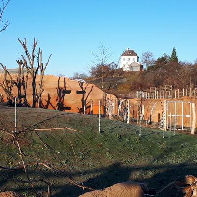 Stavba systému elektrického ohradníku firmou Agrotrans v novém pavilonu Goril - ZOO Praha