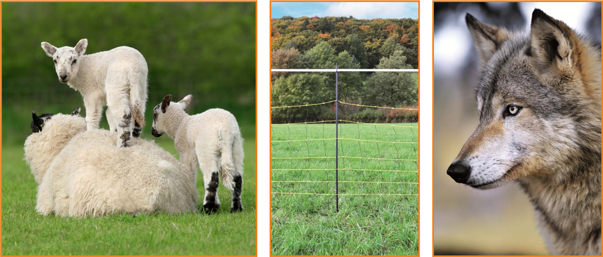 Oplocení proti vlkům